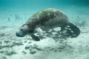 1024px-Underwater_photography_of_fish_and_manatee